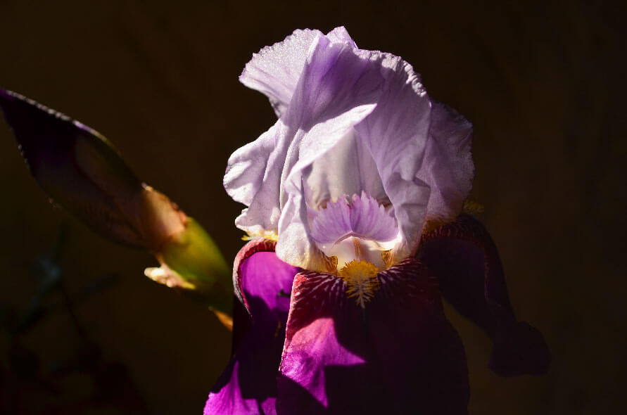 Iris esthétique Marque Fleur - Yves Bonis