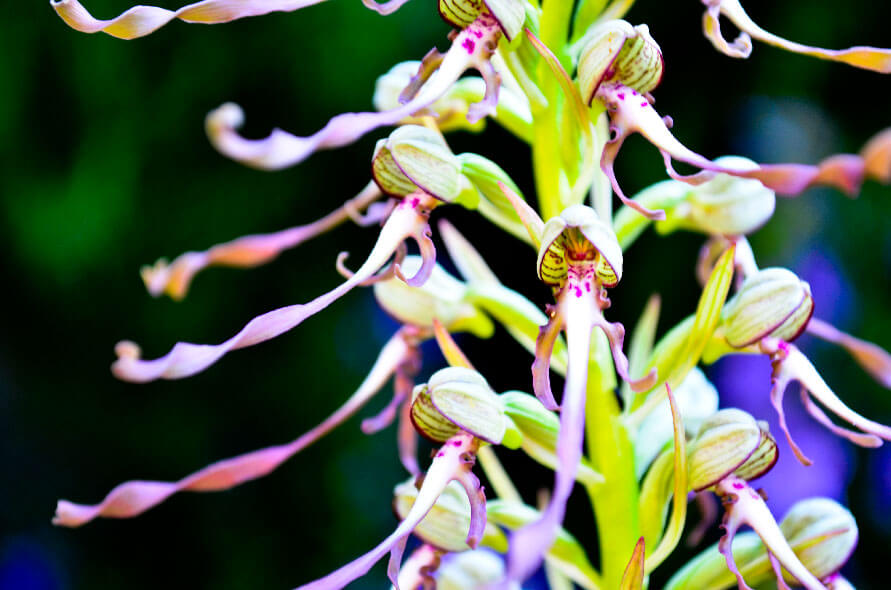 Orchidée bouc Marque Fleur - Yves Bonis